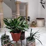 Candelaria Cornerflat * Cadix